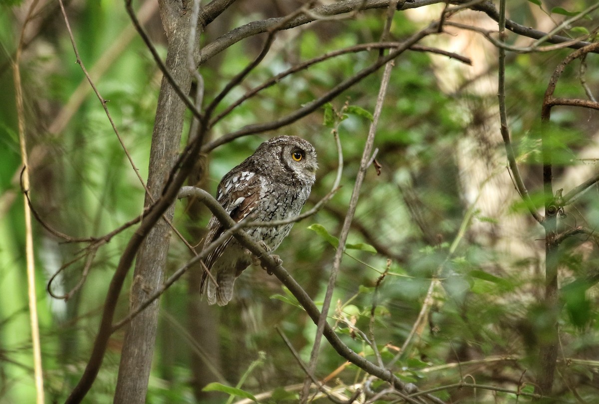 Koepcke's Screech-Owl - ML646456796