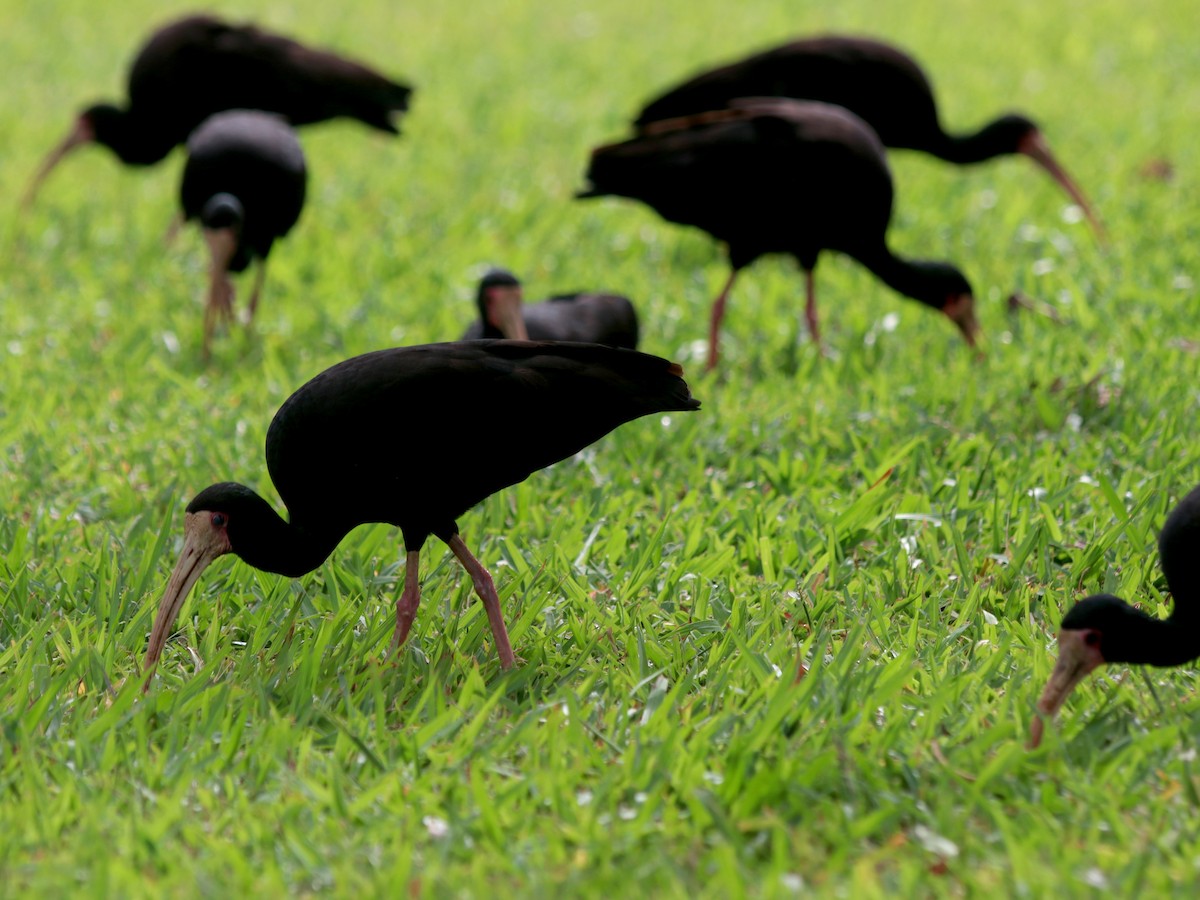 Bare-faced Ibis - ML646456797