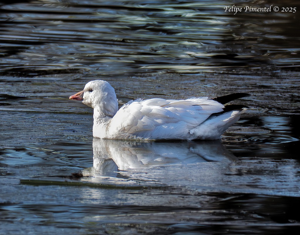 Ross's Goose - ML646456798