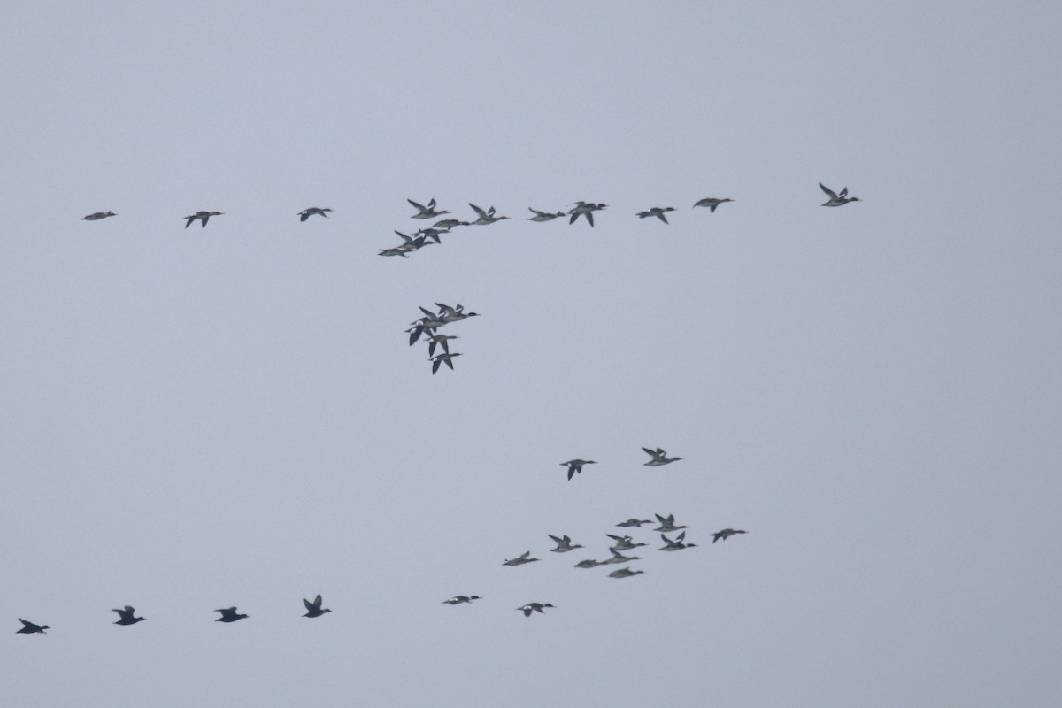 Red-breasted Merganser - ML646456799