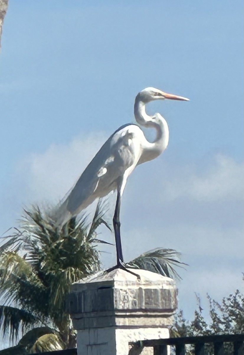 Great Egret - ML646456800