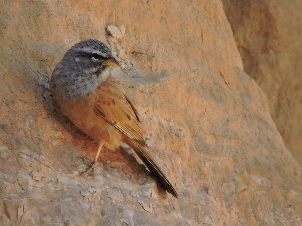 House Bunting - ML646456802