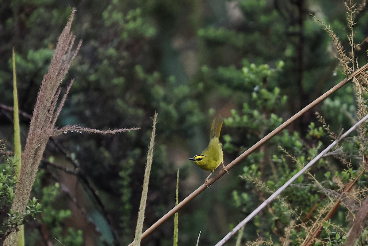 Black-crested Warbler - ML646456809