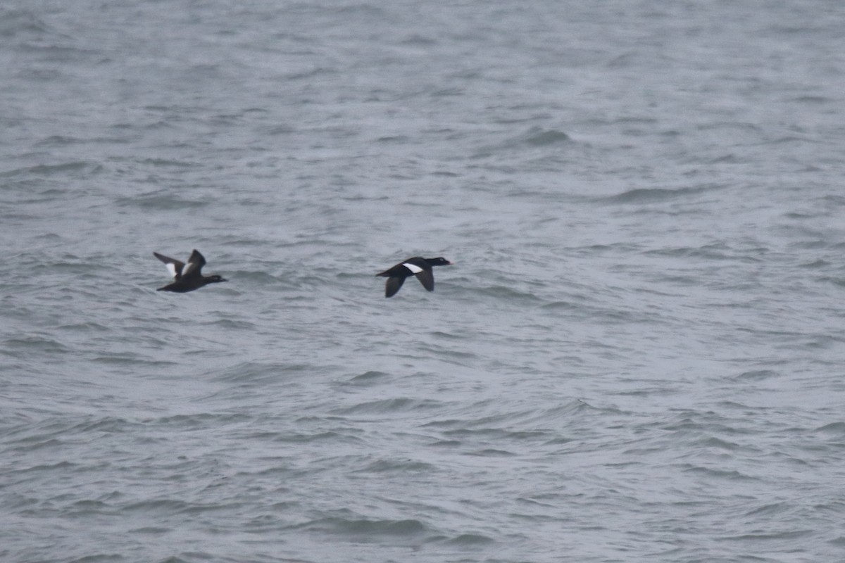 White-winged Scoter - ML646456810