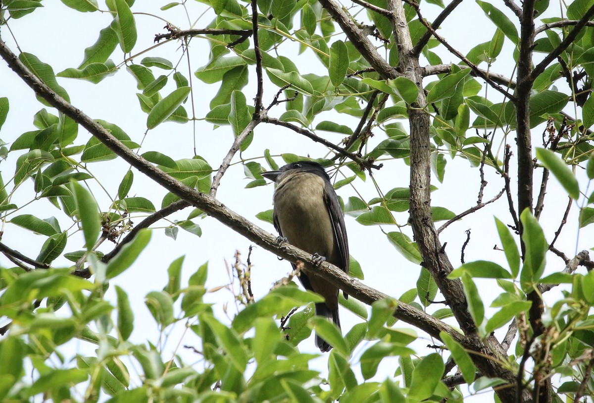 Crested Becard - ML646456819