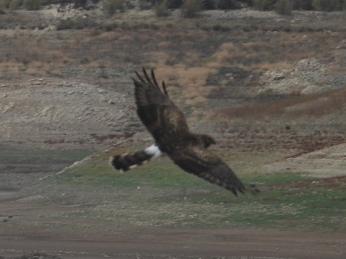 Hen Harrier - ML646456821