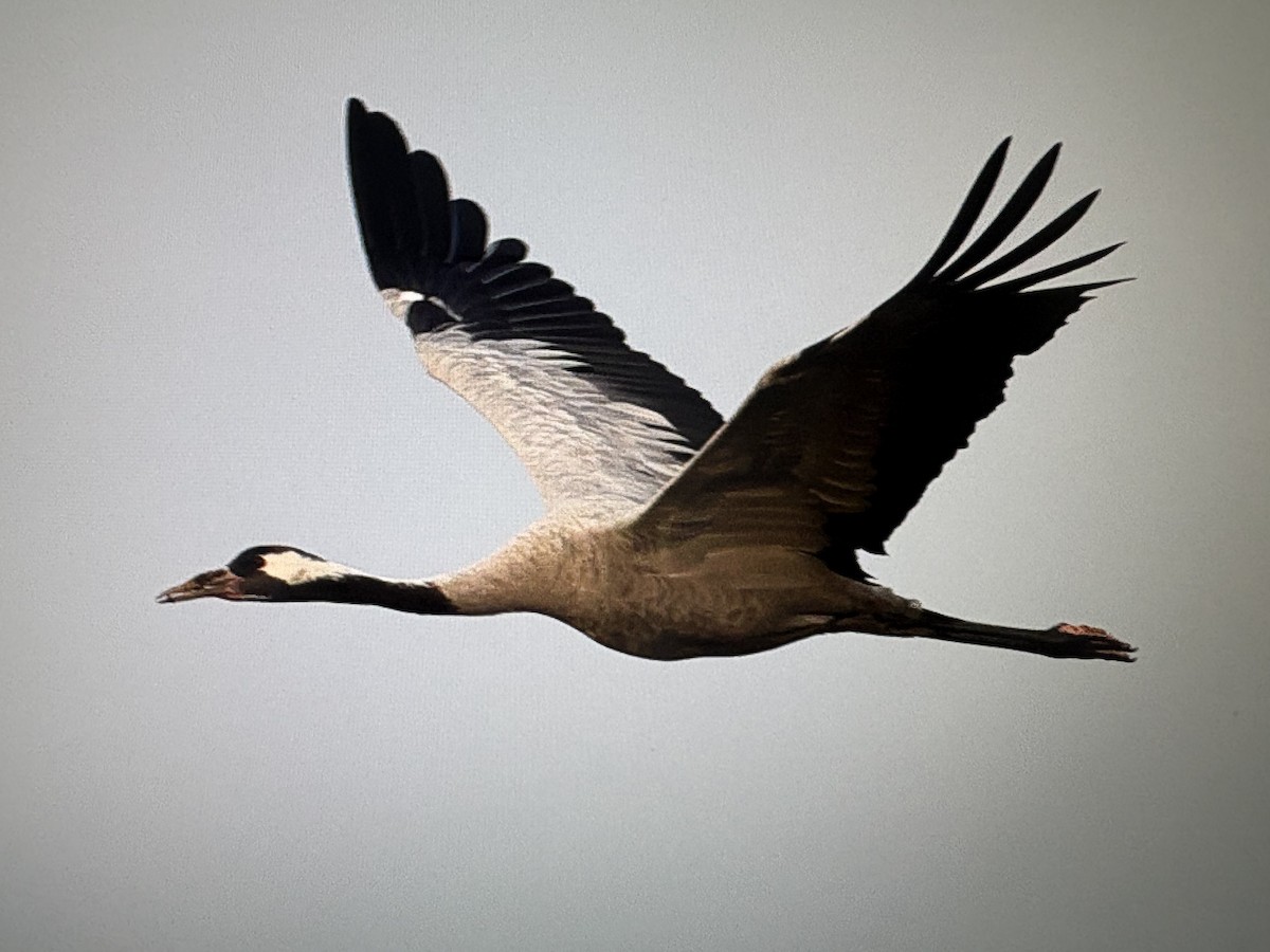 jeřáb popelavý - ML646456822