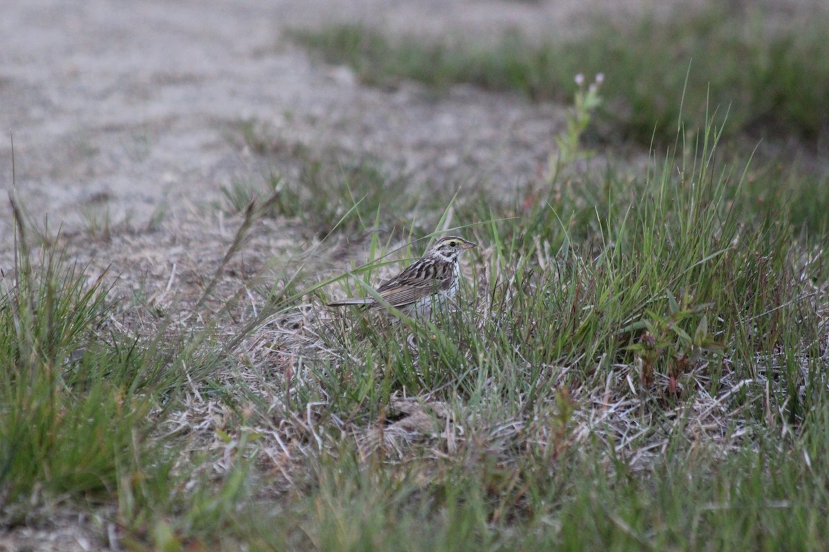 Savannah Sparrow - ML646456824