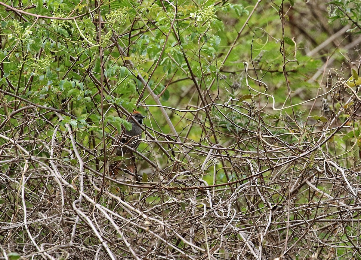 Azara's Spinetail - ML646456825