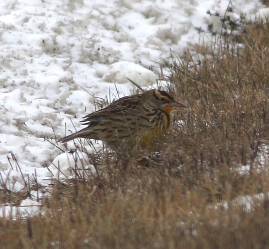 Eastern Meadowlark - ML646456827