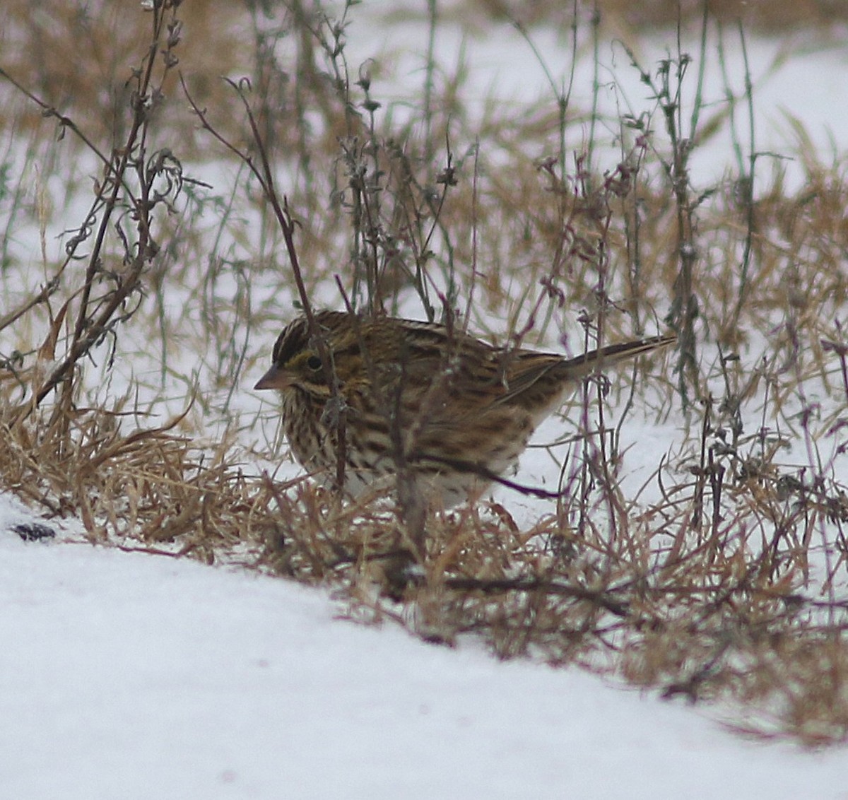 Savannah Sparrow - ML646456829