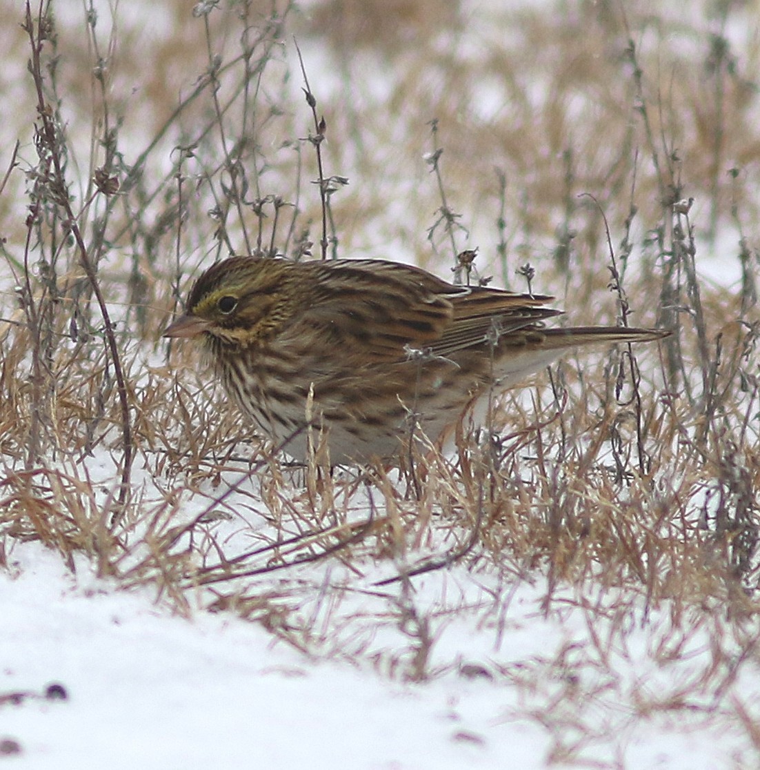 Savannah Sparrow - ML646456831