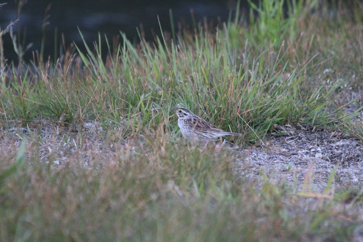 Savannah Sparrow - ML646456833