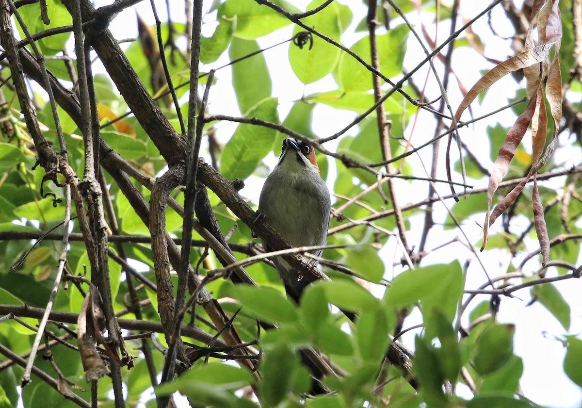 Apurimac Brushfinch - ML646456836