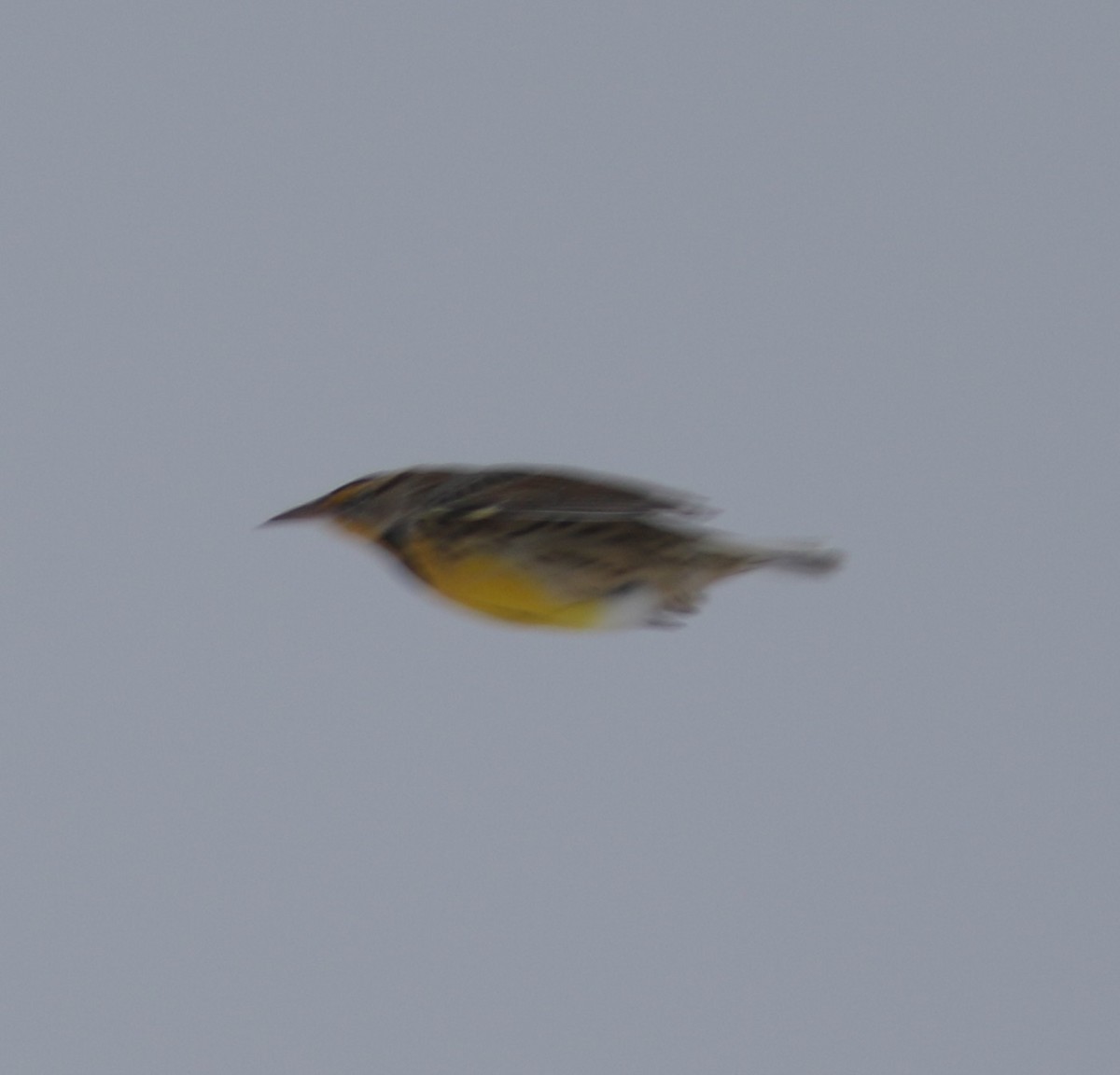 Eastern Meadowlark - ML646456837
