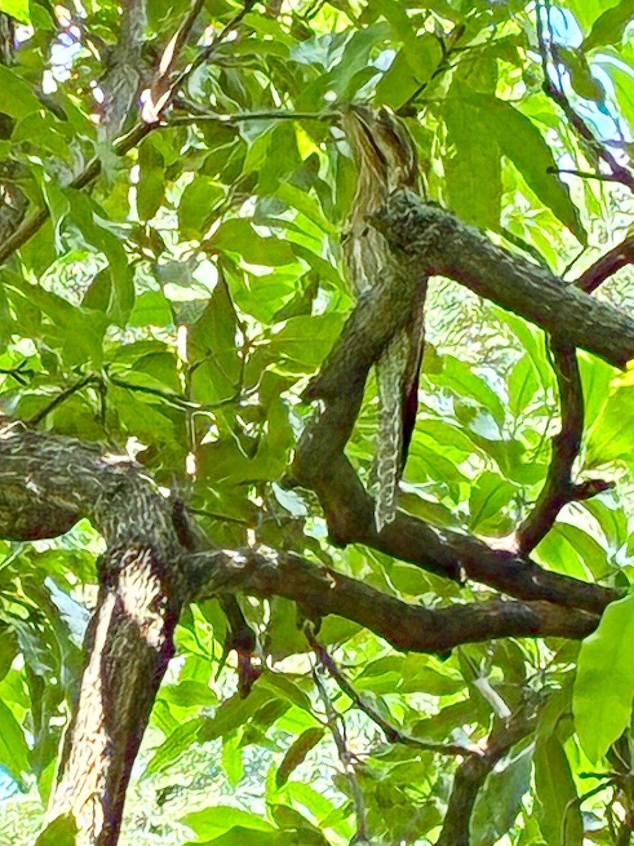 Northern Potoo - ML646456838