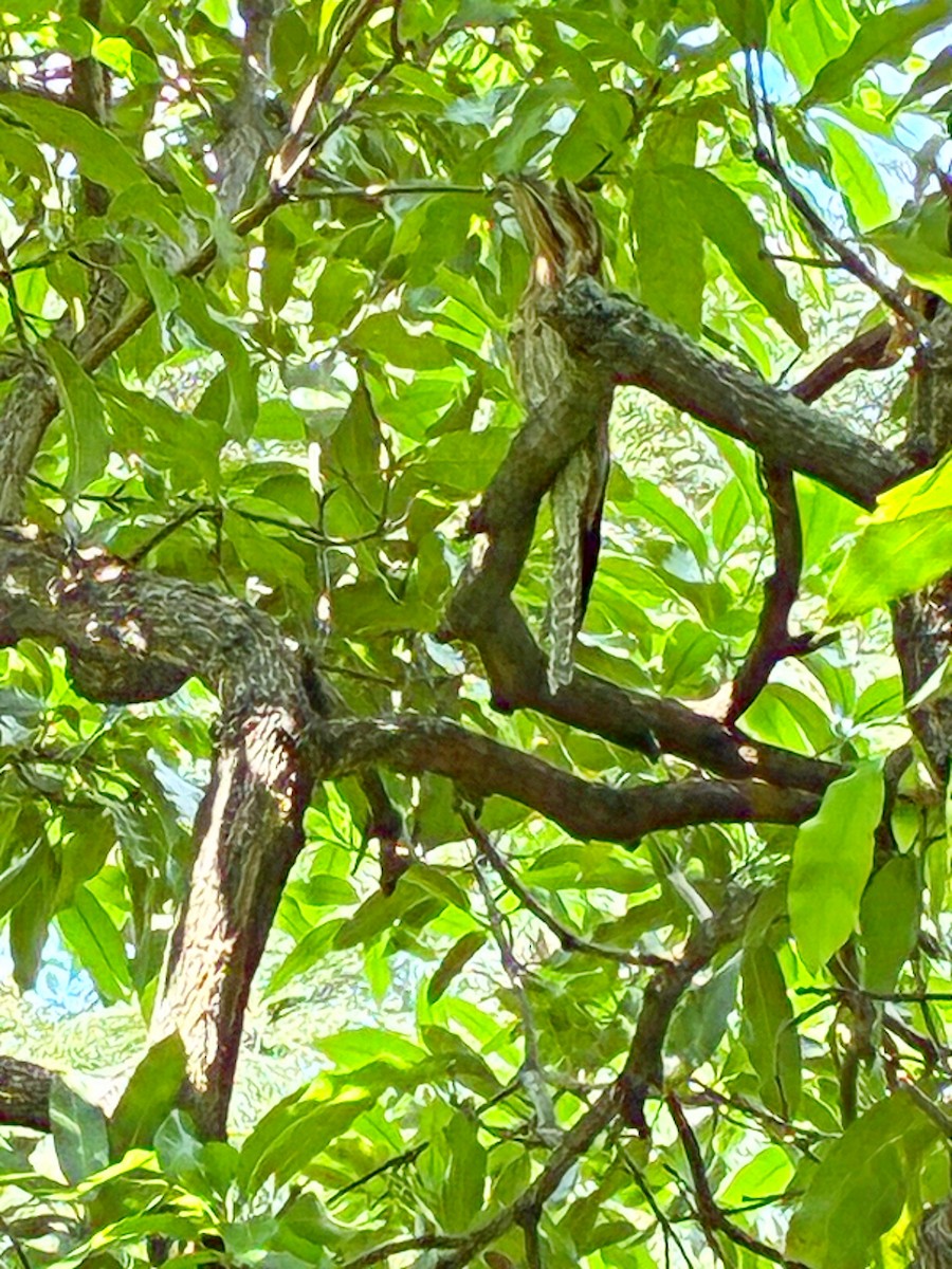 Northern Potoo - ML646456839