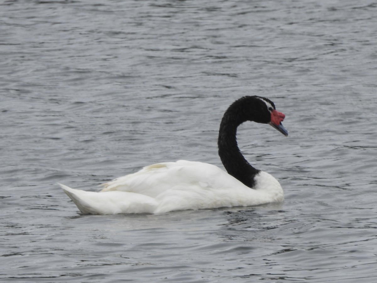 Black-necked Swan - ML646456843