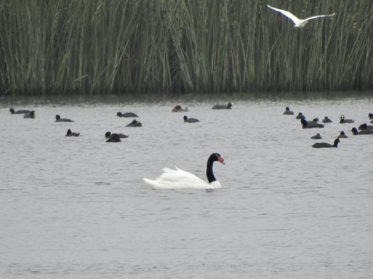 Black-necked Swan - ML646456844