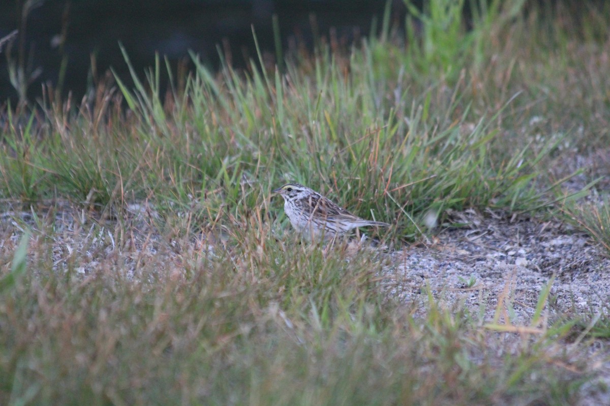 Savannah Sparrow - ML646456845