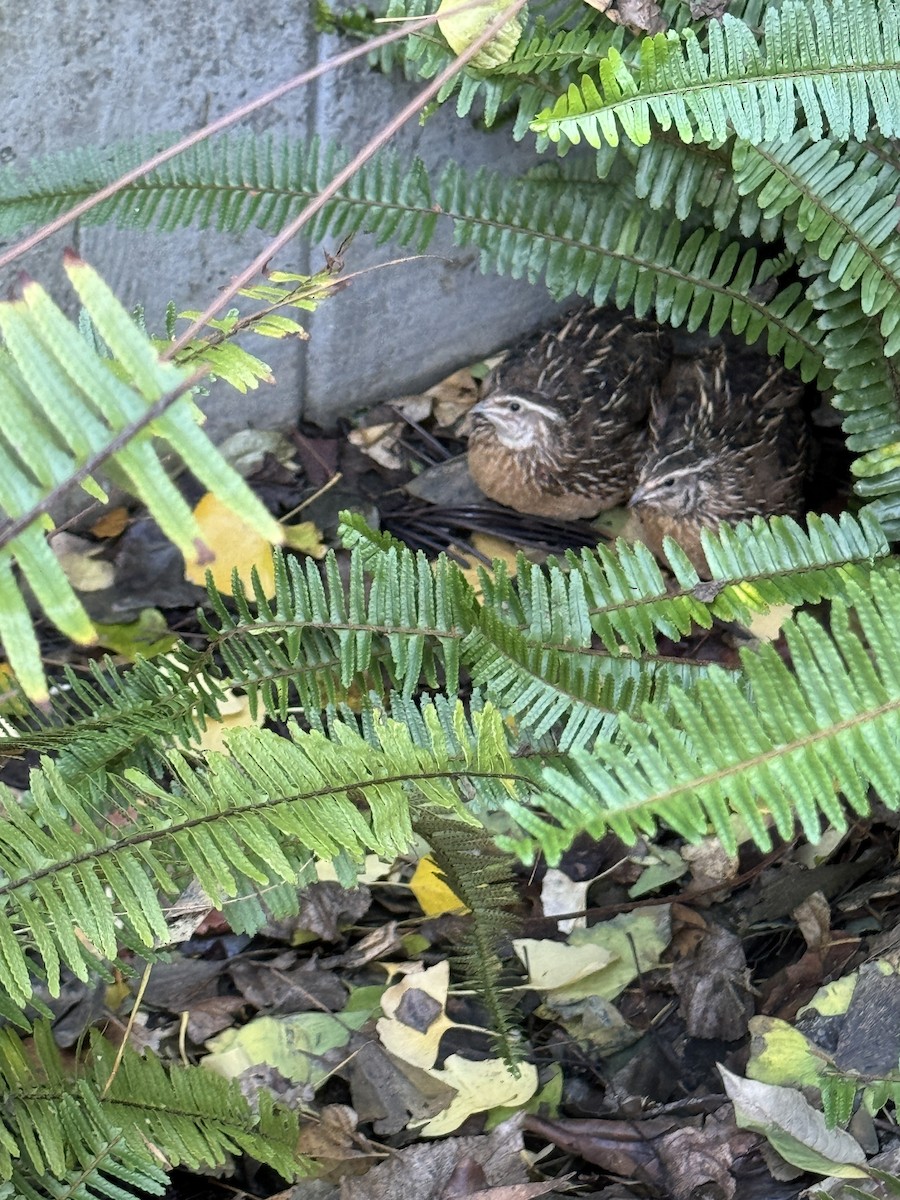 Bıldırcın - ML646456846