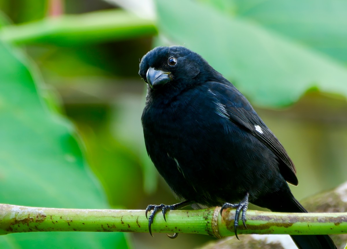 Variable Seedeater - ML646456860