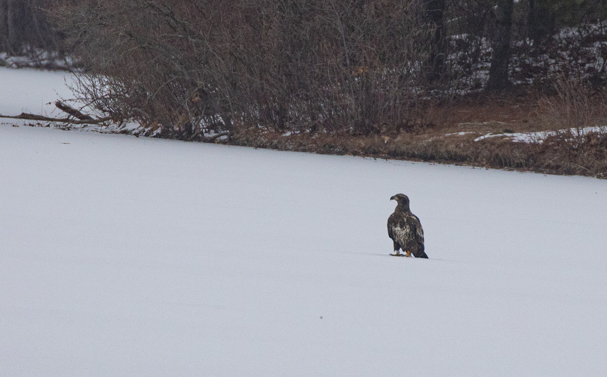 Bald Eagle - ML646456863