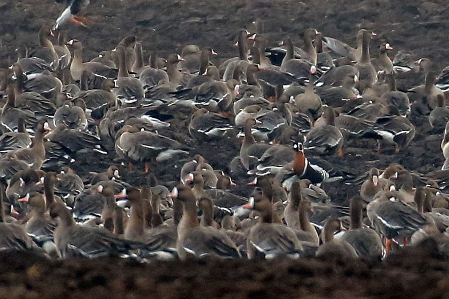 Bernache à cou roux - ML646456864