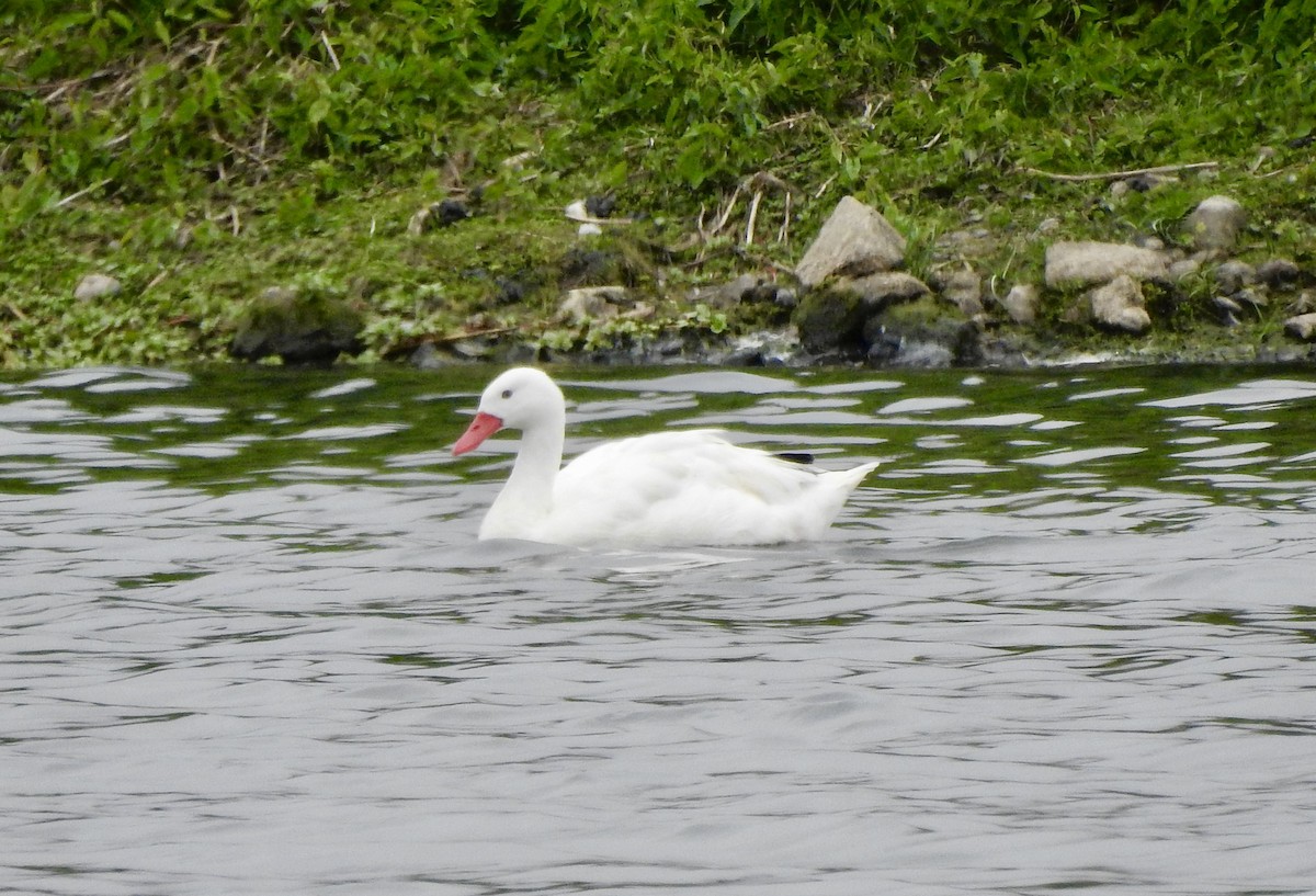 Coscoroba Swan - ML646456866