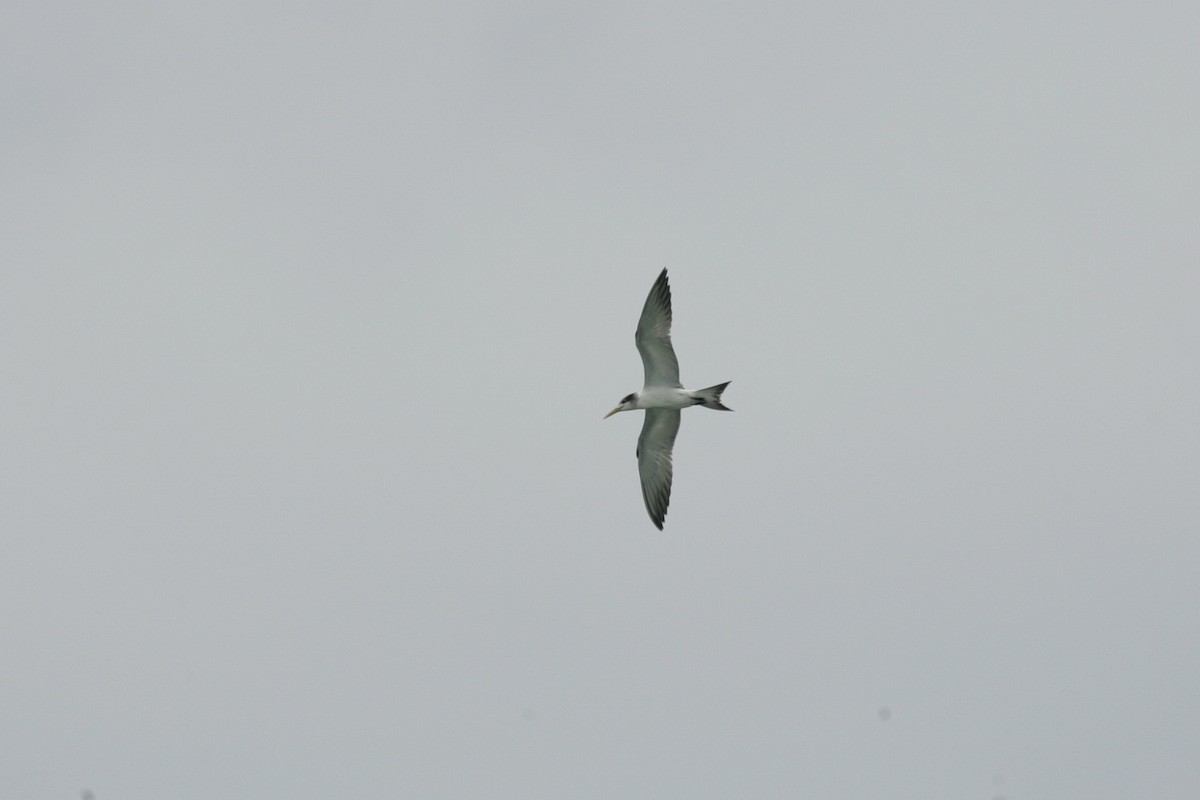Great Crested Tern - ML646456869