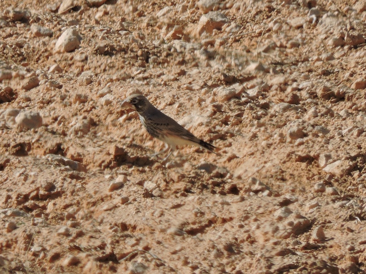 Thick-billed Lark - ML646456870