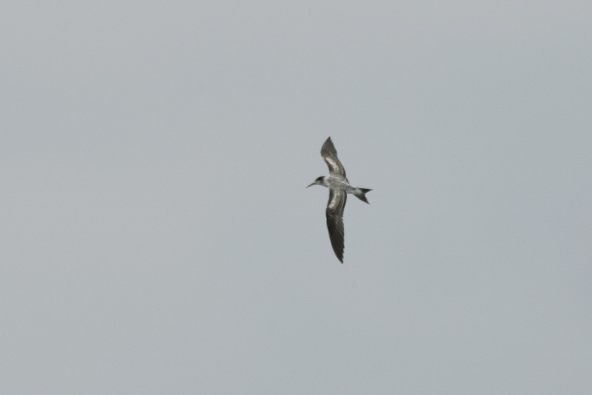 Great Crested Tern - ML646456874