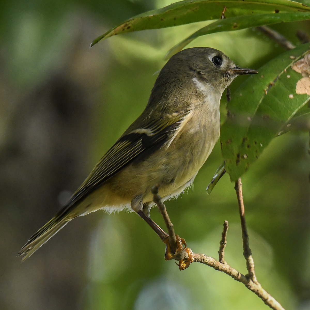 Ruby-crowned Kinglet - ML646456877