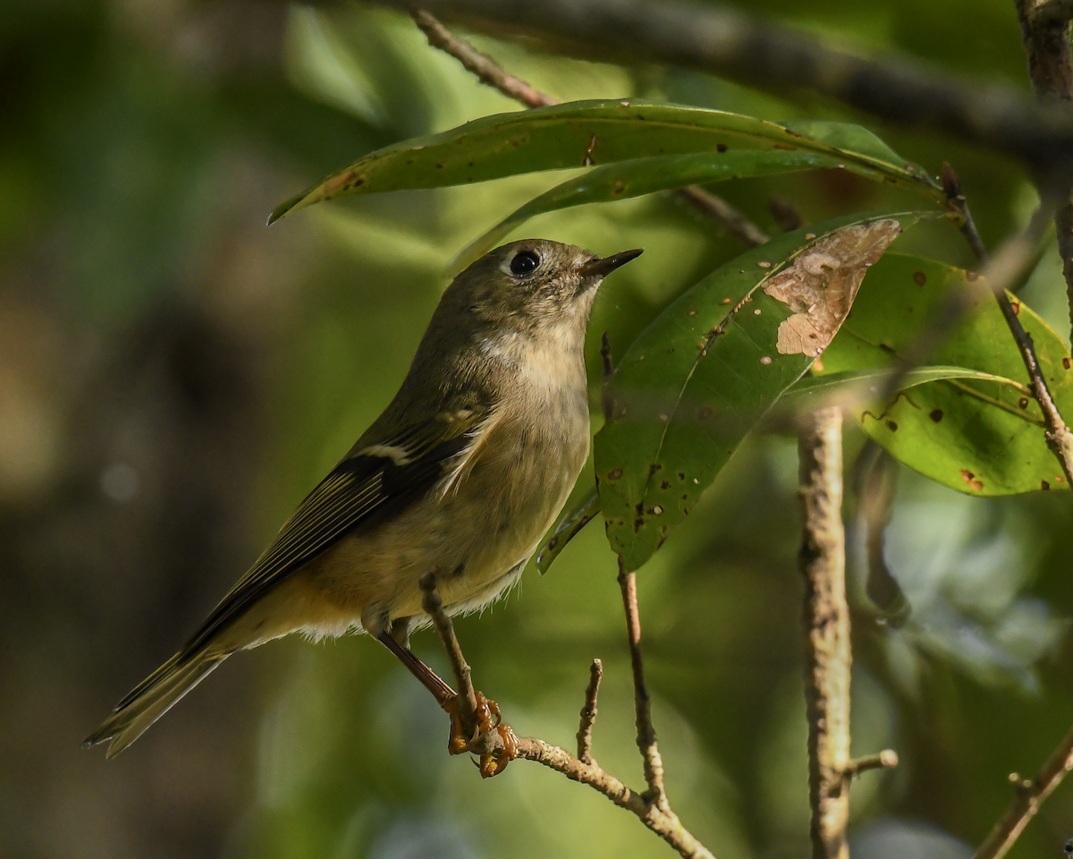 Ruby-crowned Kinglet - ML646456878