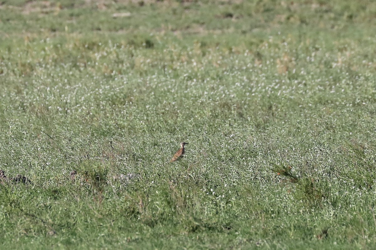 Temminck's Courser - ML646456879