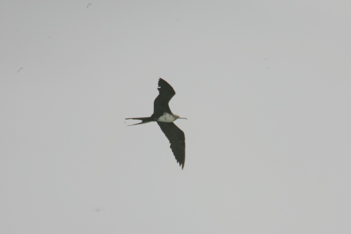 Lesser Frigatebird - ML646456880