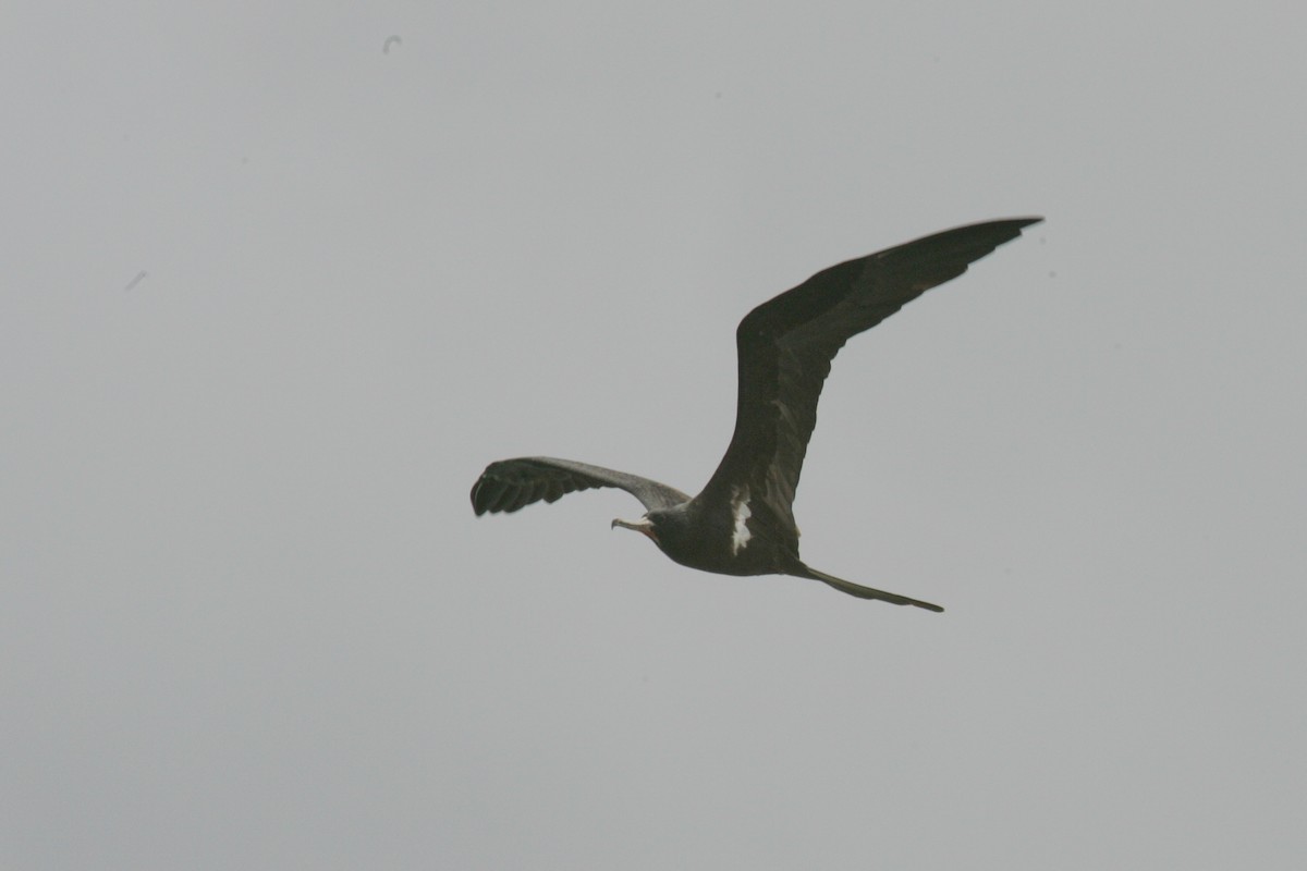 Lesser Frigatebird - ML646456882