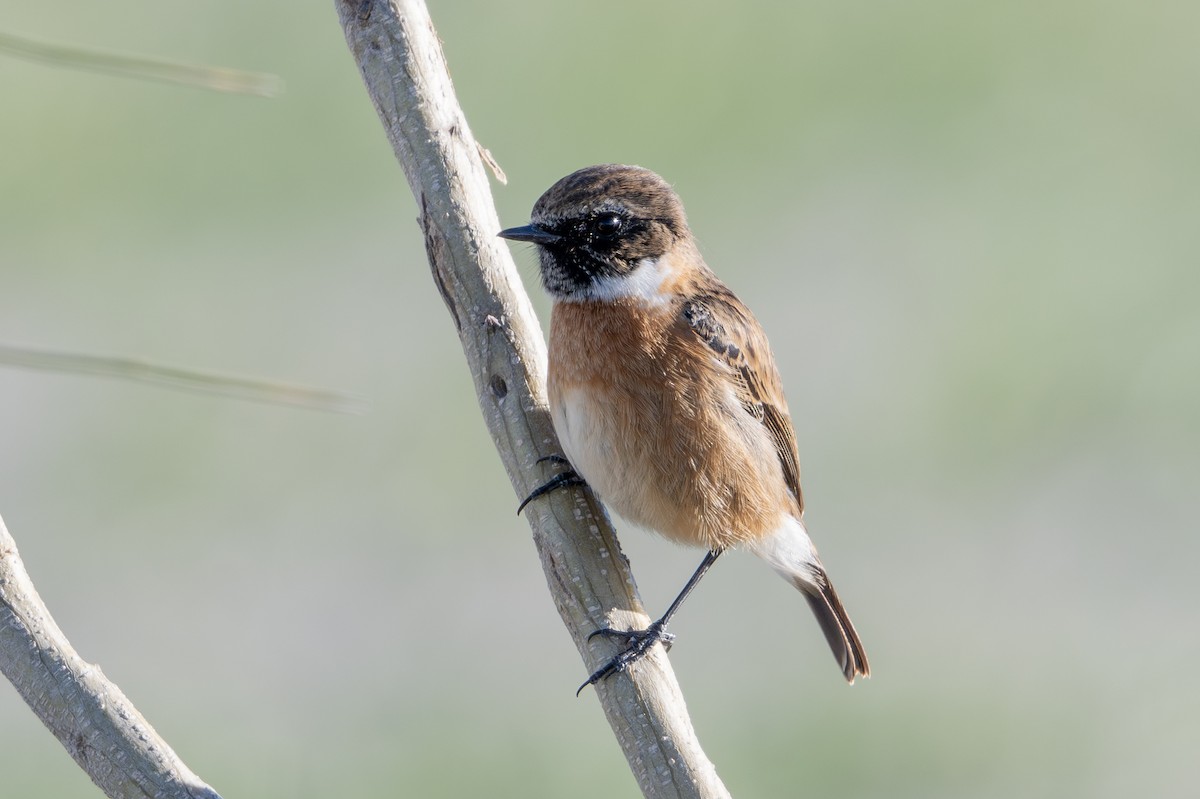 European Stonechat - ML646456883