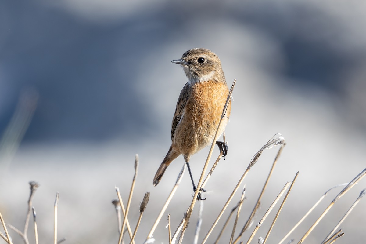 European Stonechat - ML646456884