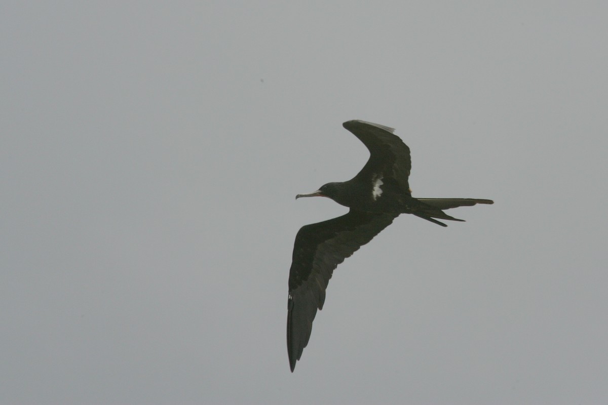 Lesser Frigatebird - ML646456886
