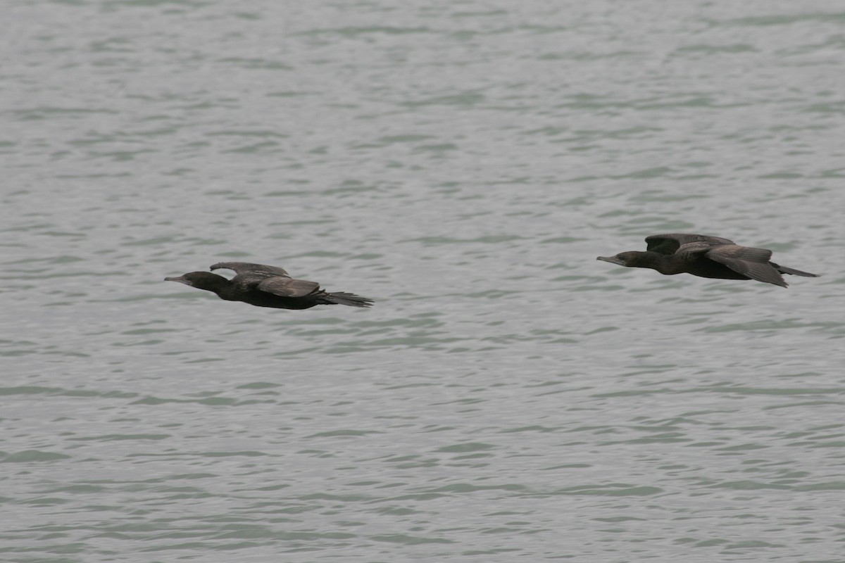 Little Black Cormorant - ML646456888