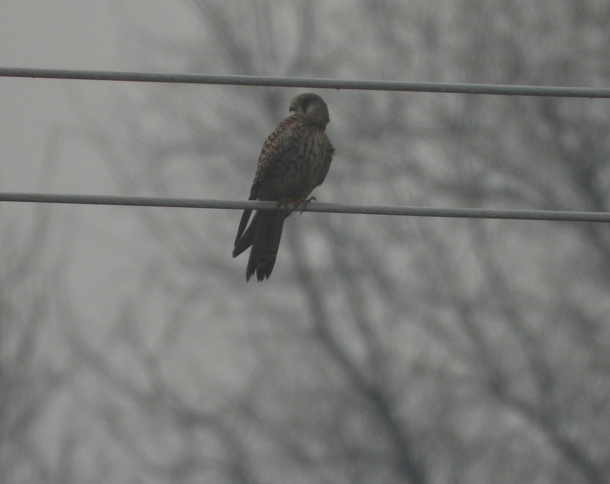 Eurasian Kestrel - ML646456890