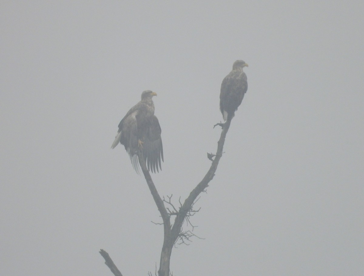 White-tailed Eagle - ML646456895