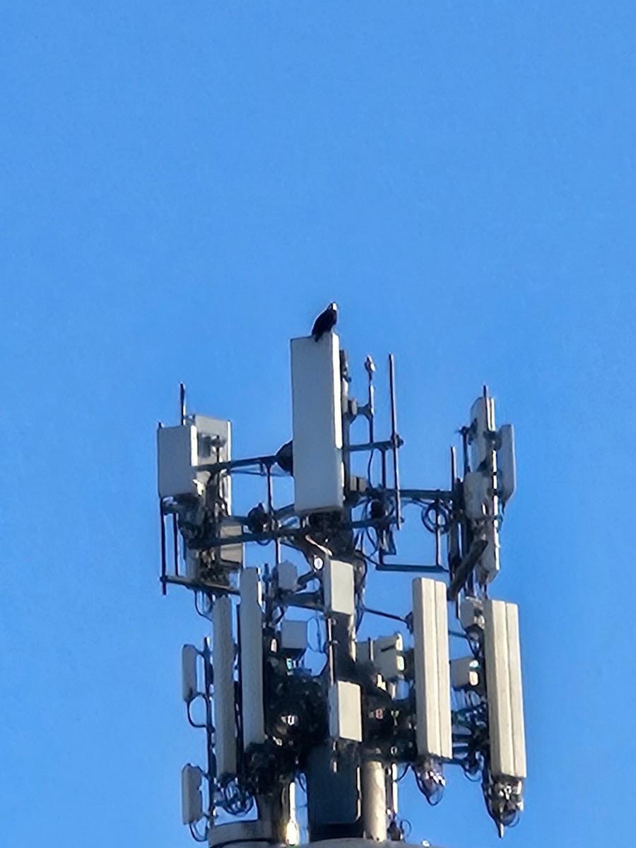 orel bělohlavý - ML646456898