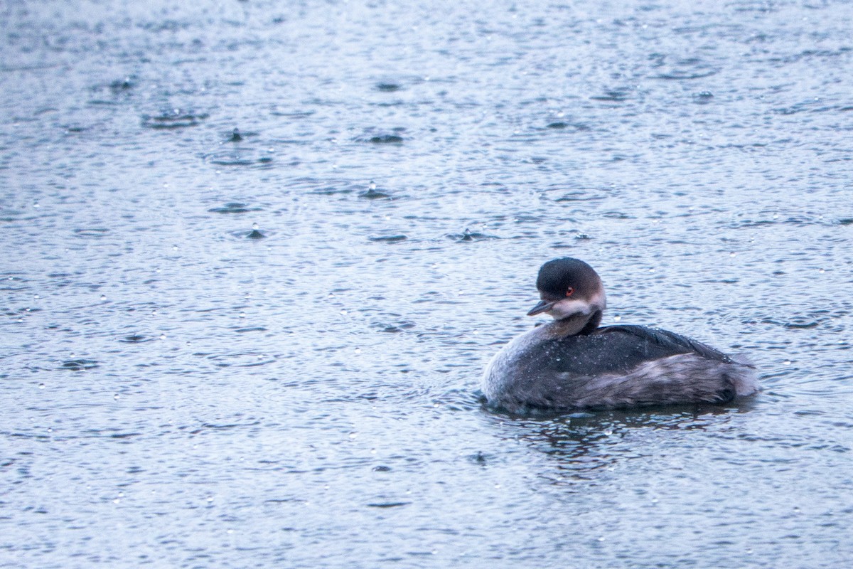טבלן בינוני - ML646456901