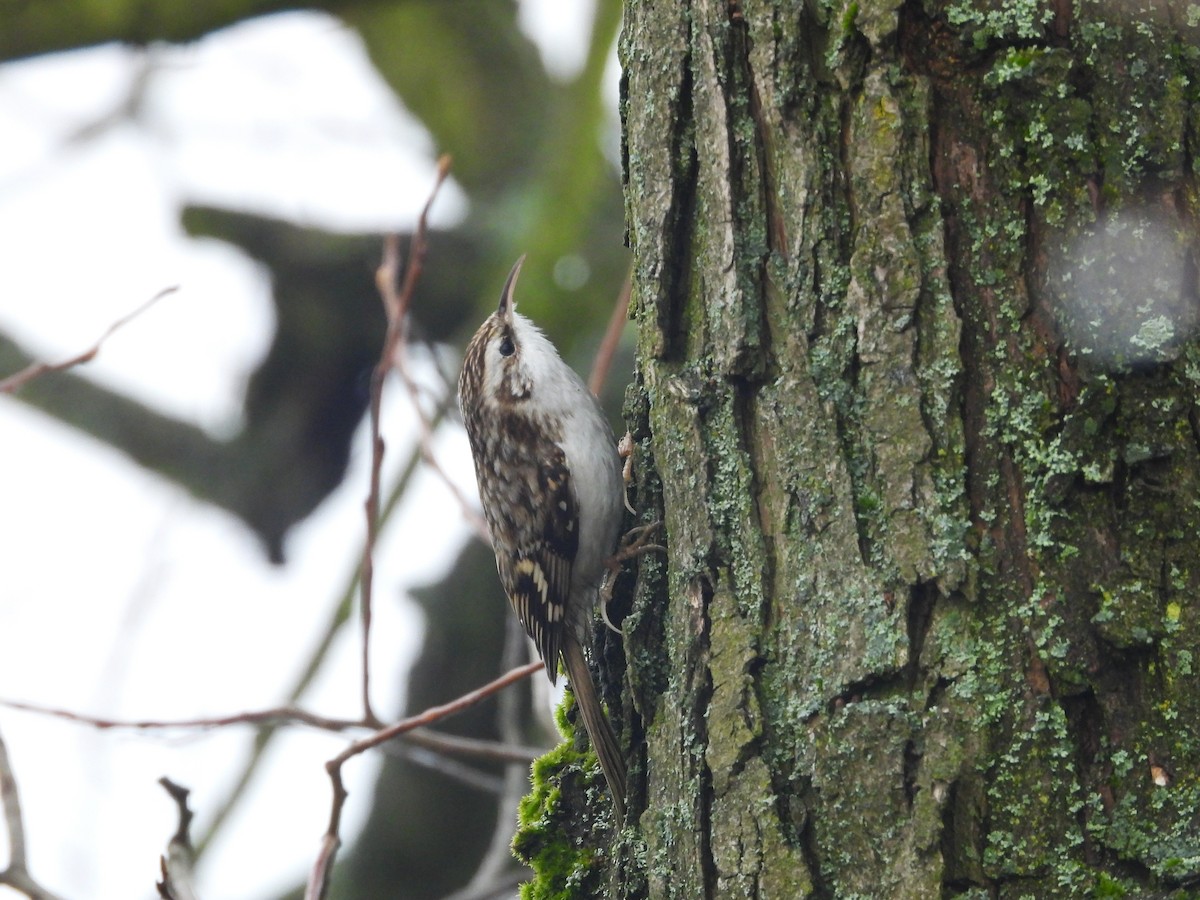 Eurasian Treecreeper - ML646456906