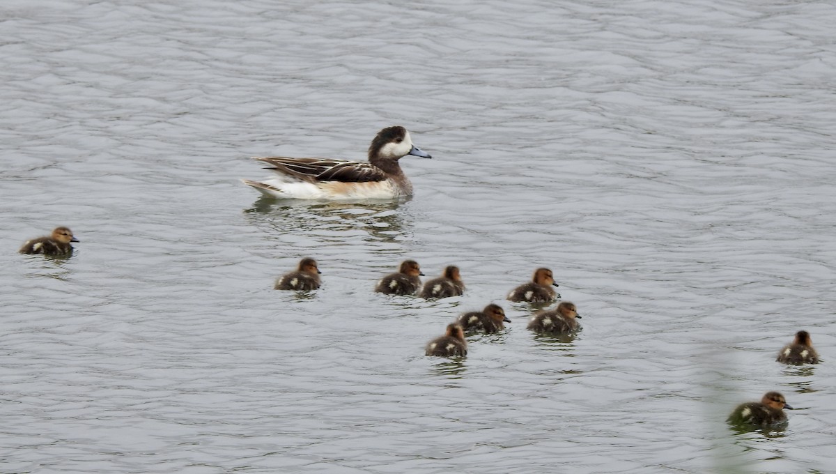 Chiloe Wigeon - ML646456908