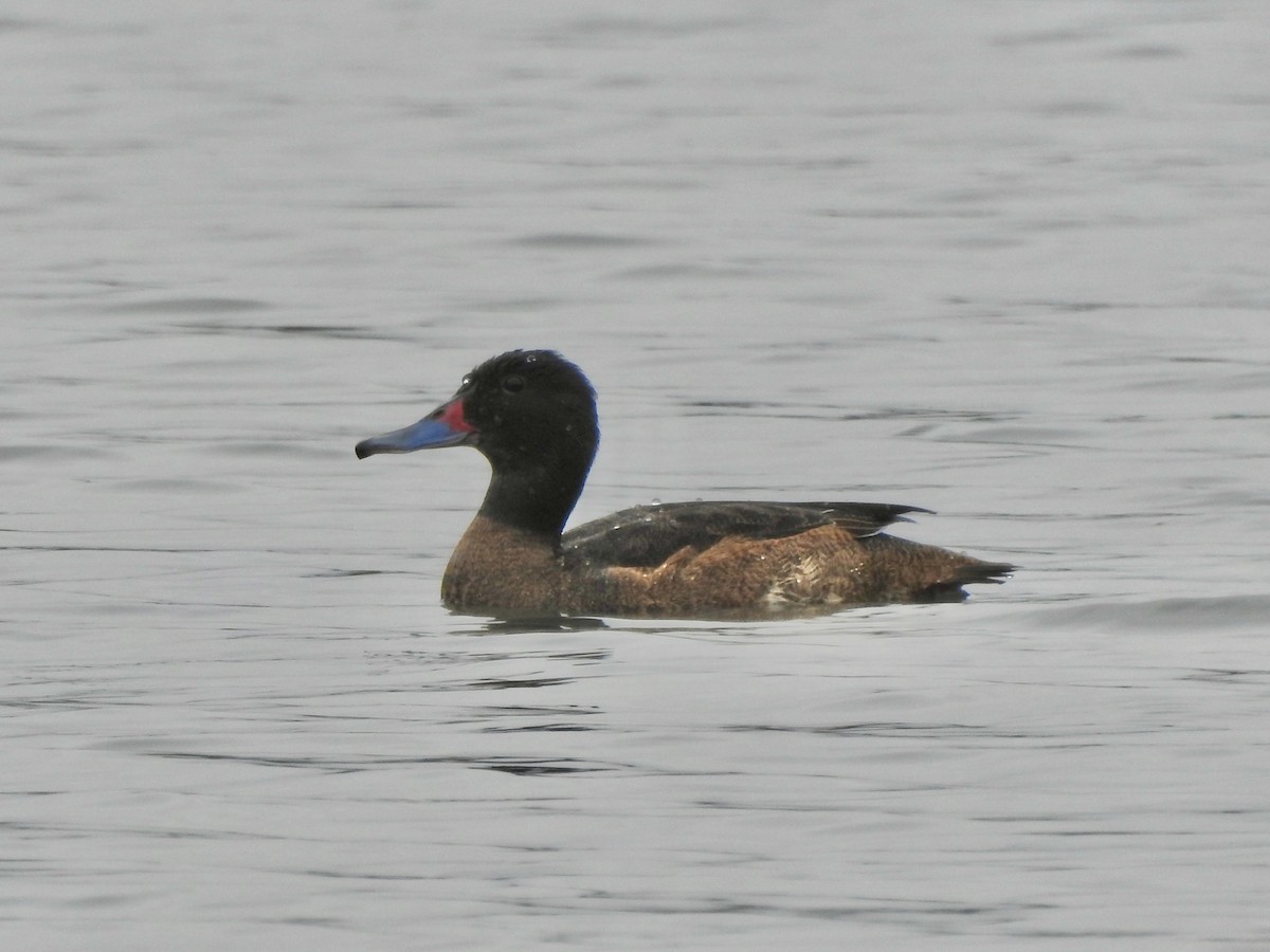 Black-headed Duck - ML646456913