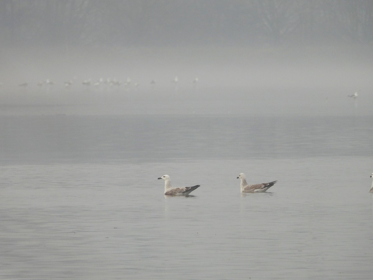 Caspian Gull - ML646456920