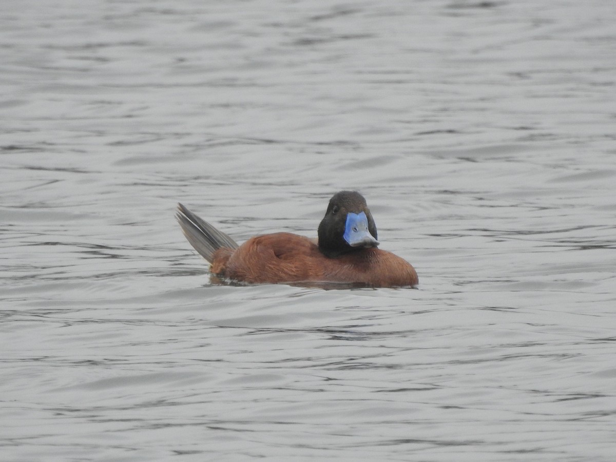 Lake Duck - ML646456921